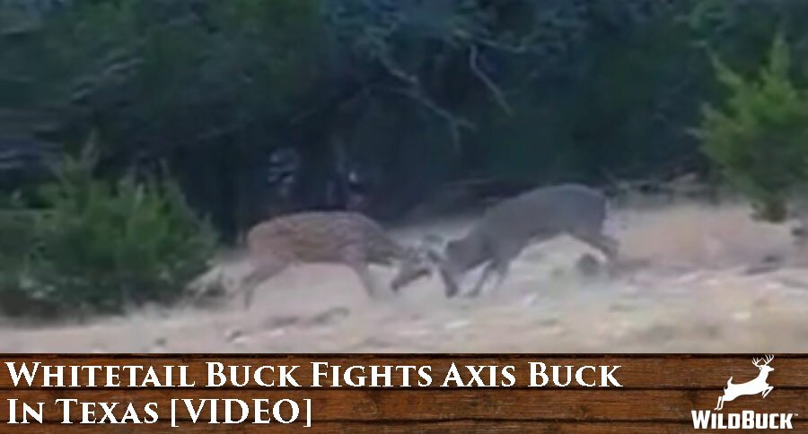 WATCH: Whitetail Buck Fights Axis Buck In Texas! [VIDEO]